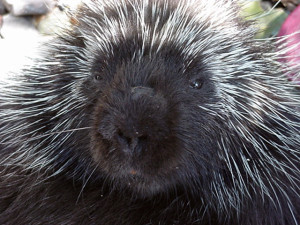 Porcupine